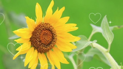 唯美护眼太阳花