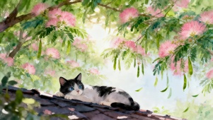 春天屋顶猫咪