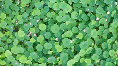 4K夏天盛开荷花