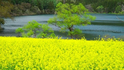 清新春天湖边菜花