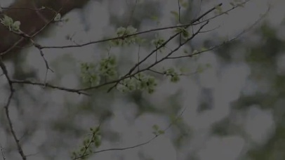 小熊猫