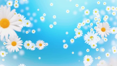 护眼唯美小雏菊