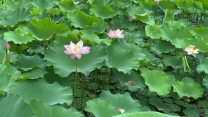 夏荷
