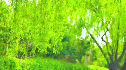 4K微风拂绿柳