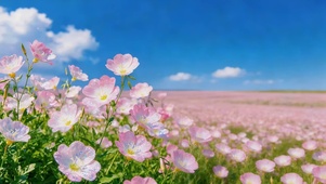 蓝天下鲜花