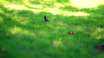 草坪上活泼的小鸟