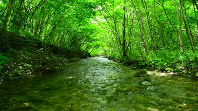 夏日清凉绿林山涧