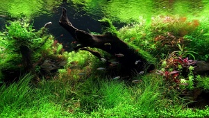 护眼水草鱼