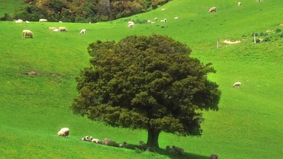 我想去听旷野的风