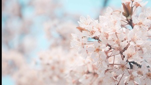 送你一朵小红花