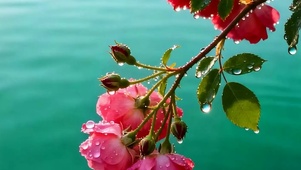 护眼花树枝海景带鱼屏