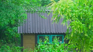 夏日清凉雨天树林小屋