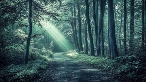 静谧阳光森林小径