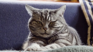 瞌睡的猫咪
