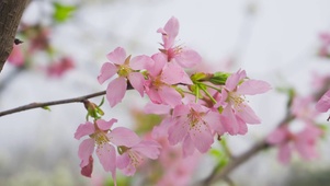 春天樱花