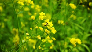 唯美黄色小花