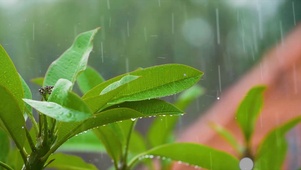 雨打树叶