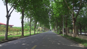4k大学校园骑车穿梭林荫大道