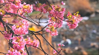 春天清新樱花