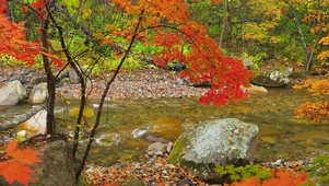 山涧秋林溪流