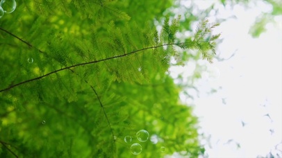 树影光荫