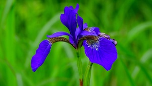 4K 紫色蝴蝶花