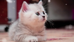 可爱猫咪高清壁纸