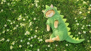 草地上打盹的小猫