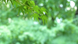 清新绿叶细雨1