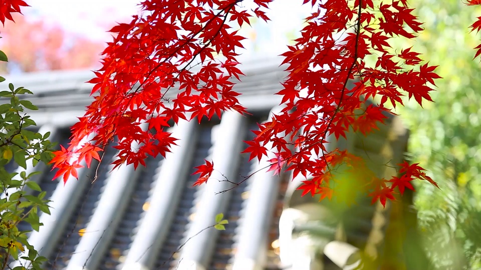 秋日朱红枫叶枝桠垂落，背景虚化露出灰瓦屋顶，周边环绕鲜绿绿植。