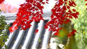 【秋语】古寺的红色枫叶