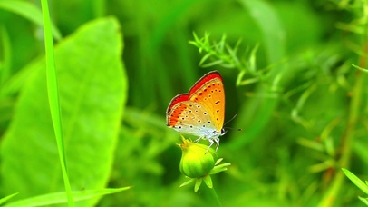 蝴蝶  4K
