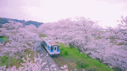 浪漫日本樱花列车