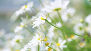 2K 唯美【小白花】