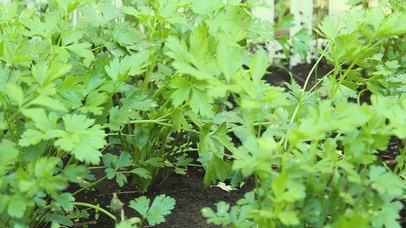 4K 高清 花园里的绿色欧芹
