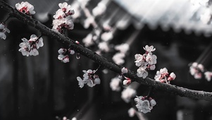 屋檐上的梅花