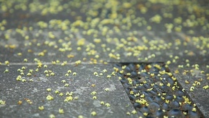 桂花花香满地