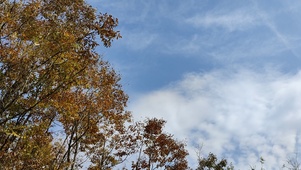 秋风吹落叶