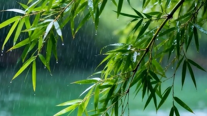 护眼竹林树木带鱼屏