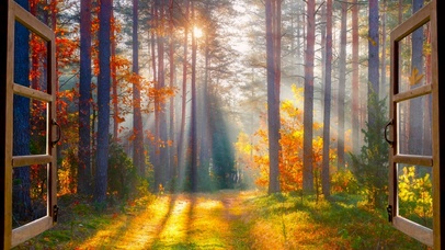 唯美阳光秋林落叶