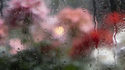雨天雨滴屏花朵带鱼屏