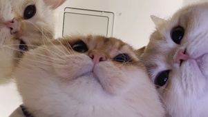 小猫咪