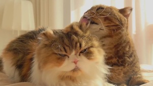 猫咪疯狂舔
