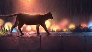 雨夜小猫
