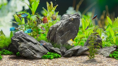 护眼绿草水珠桌面鱼