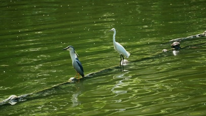 4k鸟儿湖水大自然