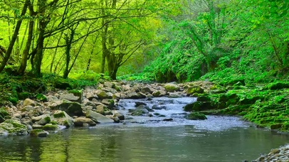 夏日绿林流水
