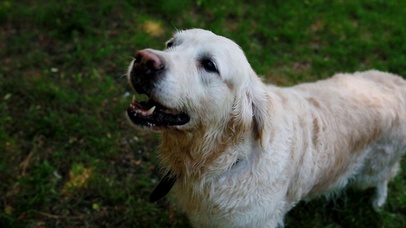 4K 高清 吠叫拉布拉多