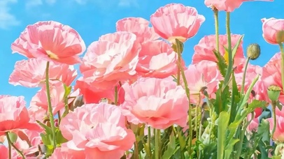 护眼花朵带鱼屏