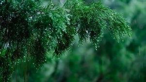 放松护眼雨景